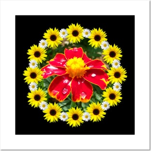 marigold flower with raindrops, sunflower, daisy blossoms Posters and Art